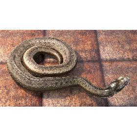 Adder Viper Snake